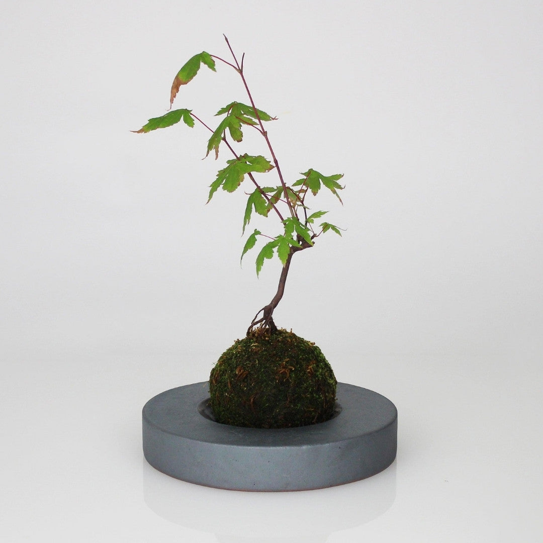 Side View of Kokedama Ball on Japanese Kokedama Stand kubo maru for Wabi Sabi Interiors