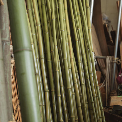 Opbergschuur gevuld met bamboestengels
Een hand die een kop van Japans bamboe vasthoudt. 