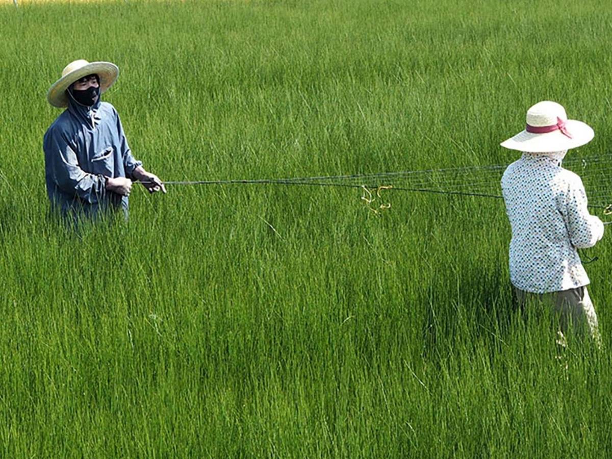 Bauern kultivieren heimisches Rispengras auf einem grünen Feld, um nachhaltige Tatami-Matten herzustellen.
